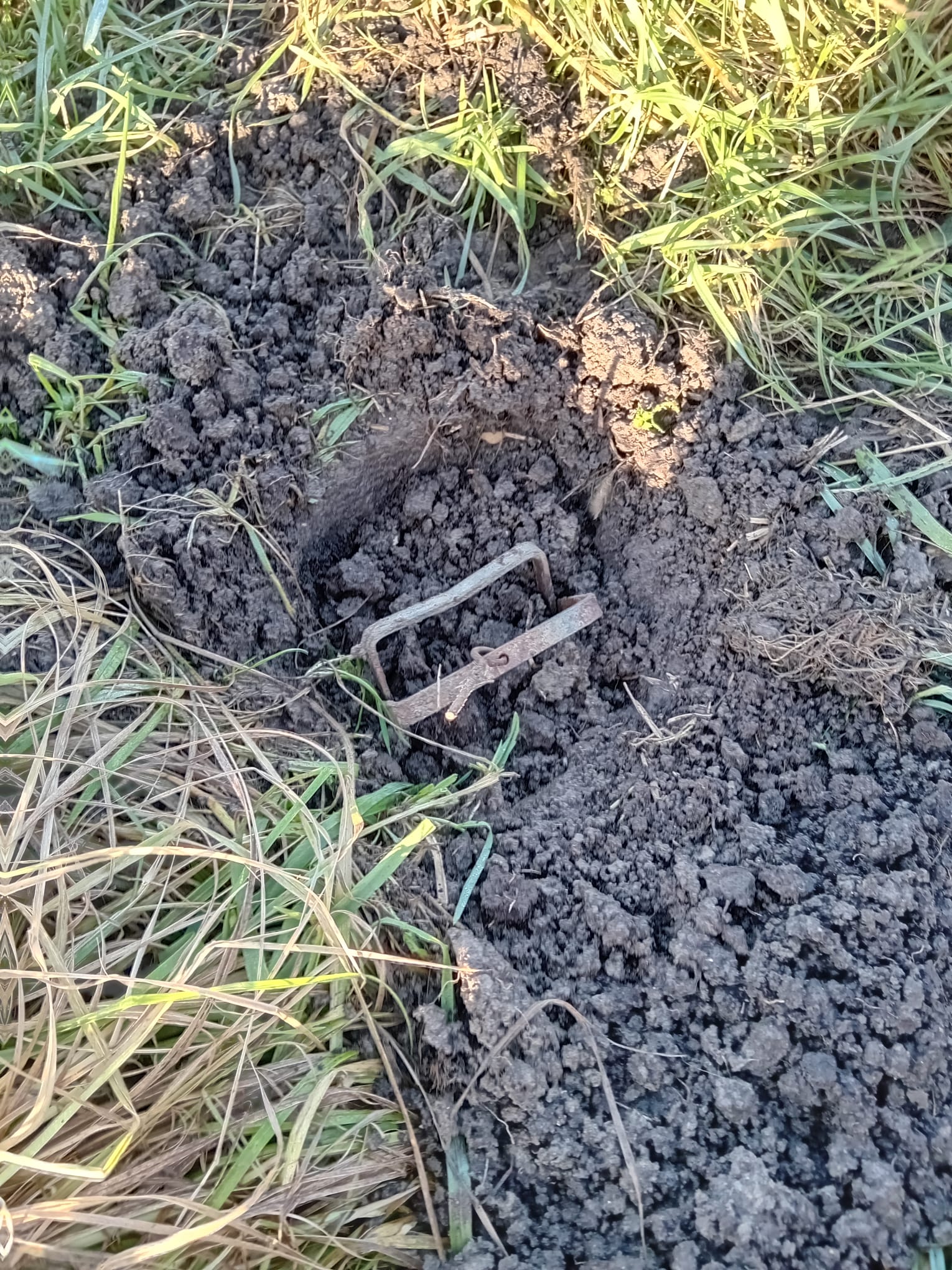 Klem bij een molshoop