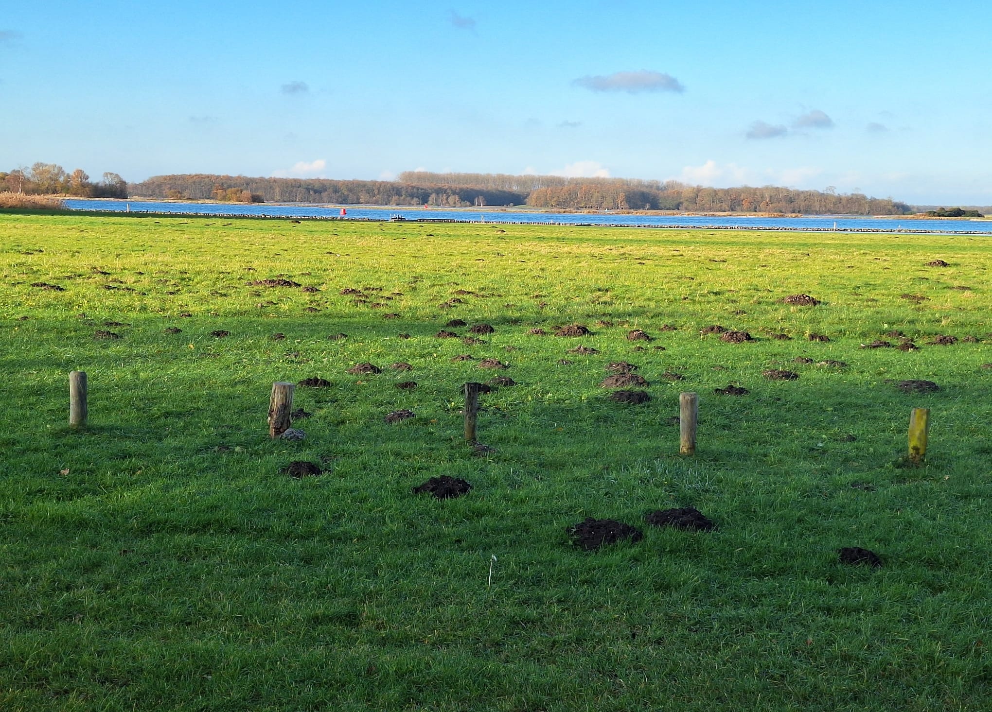 Veel molshopen in een groen weiland